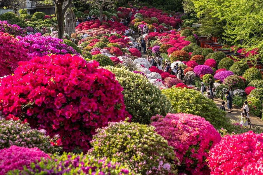 People walk on a path past dozens of bright azalea bushes.
