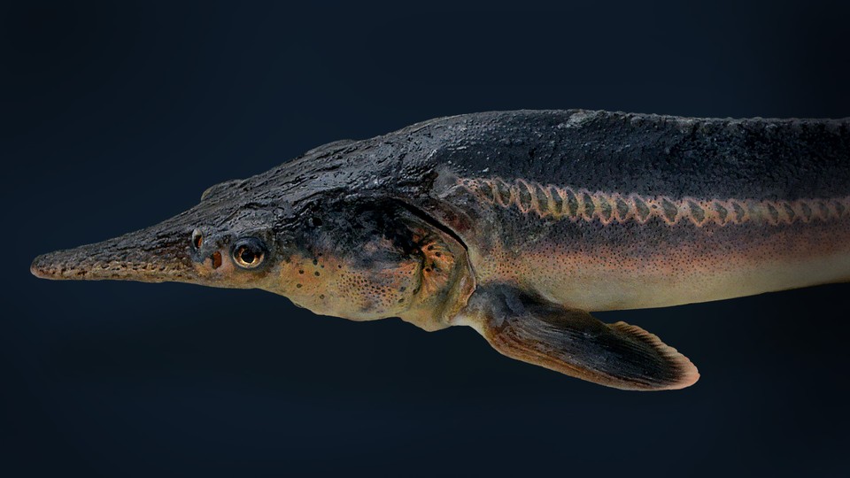 A sturddlefish