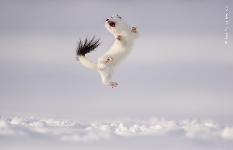 A small white stoat with a black-tipped tail leaps and twists in the air above snow-covered ground.