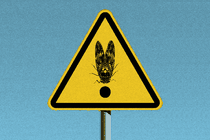 An illustration of a cicada on a stop sign