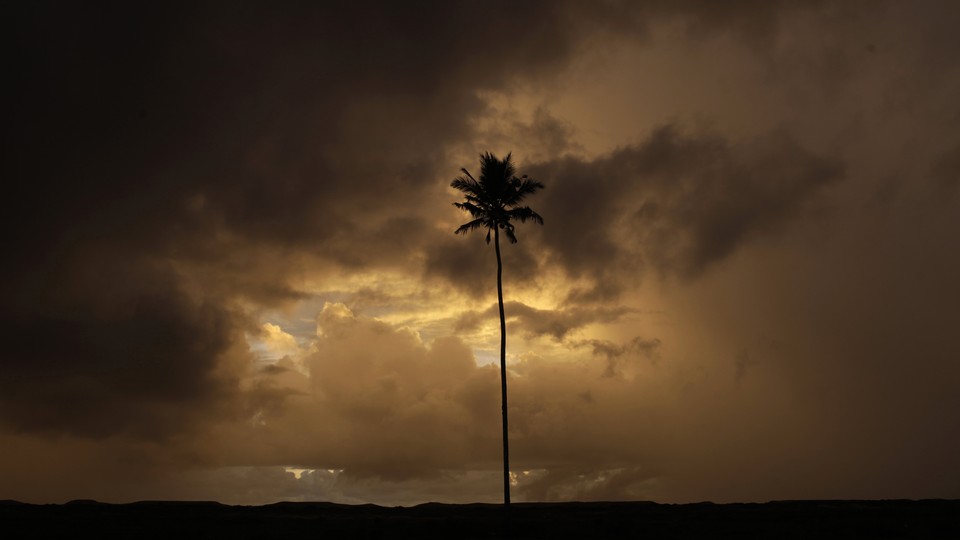 Palm tree amidst dark stormy sky