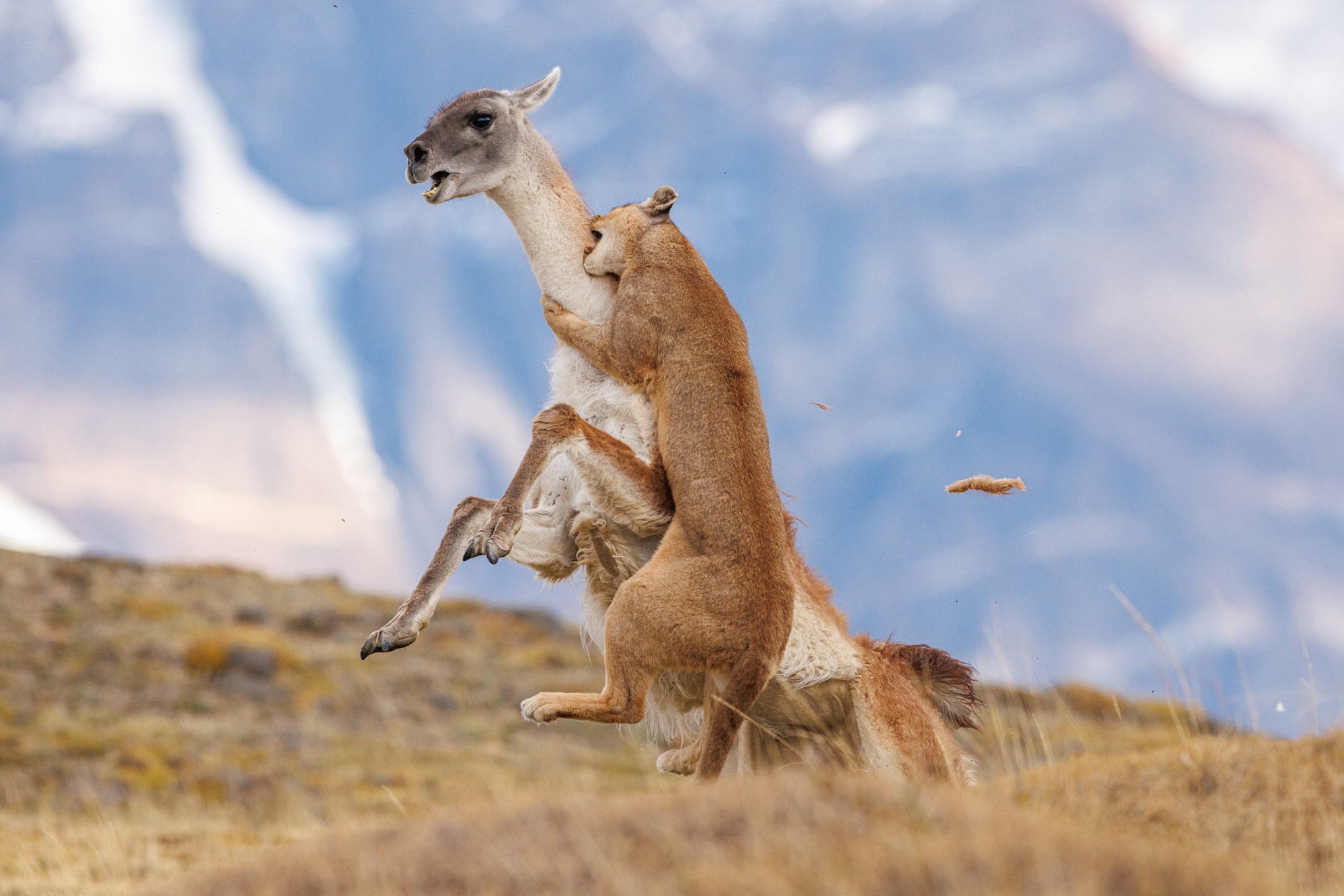 A puma leaps to bite the neck of a fleeing guanaco.