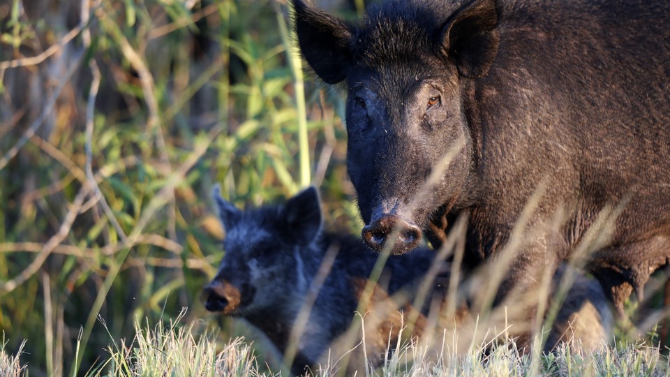 A feral pig in Florida