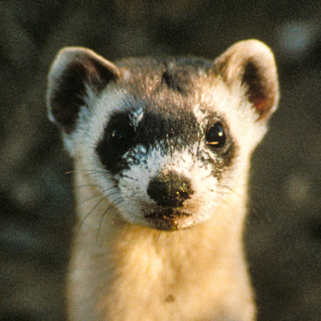 Descent ferret discount