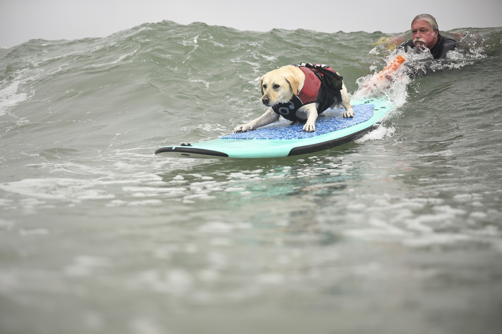 A man paddles behind a dog on a surfboard as it catches a wave.