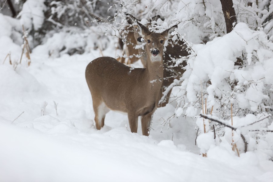 Two deer stand in deep snow.