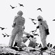 three rangers in hazard suits clear deceased birds as others fly through the sky
