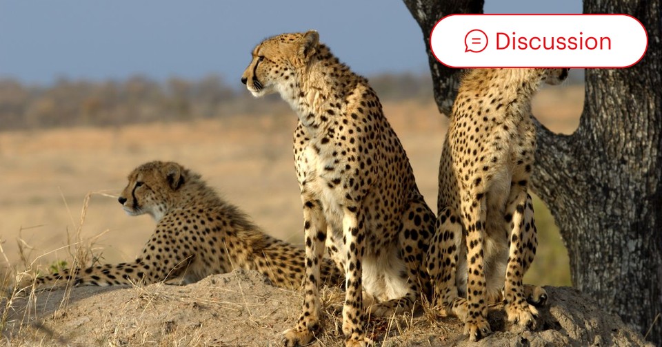 Cheetah Pooping On Car