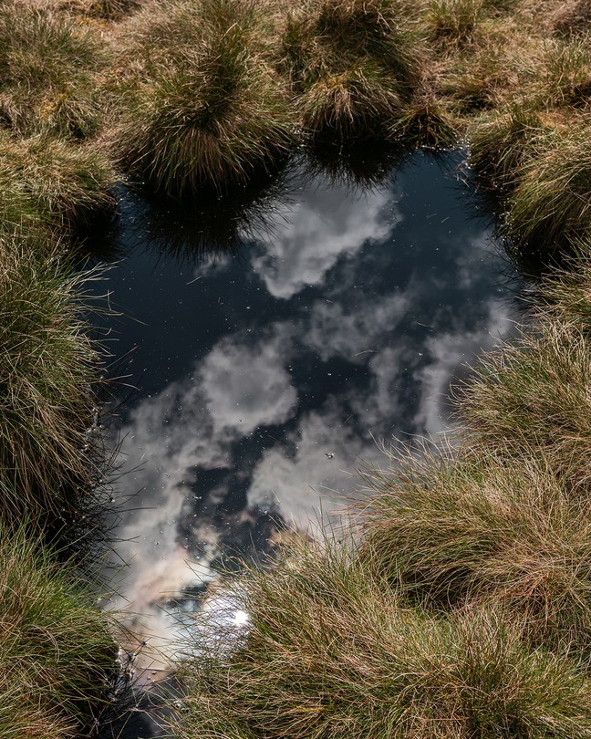 the night sky reflected in water surrounded by shrubs