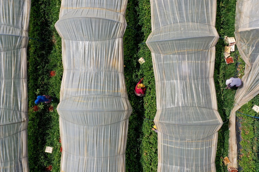 Farm workers pick strawberries alongside long greenhouse enclosures.