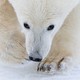 A close view of the face and front paws of a polar bear walking toward the photographer