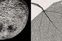 Photo-illustration of black-and-white closeup image of moon with craters next to black-and-white image of a leaf's veins.