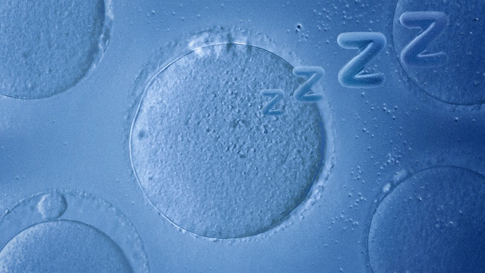 A microscope view of a sleeping cell with ZZZZs radiating off of it, denoting sleep