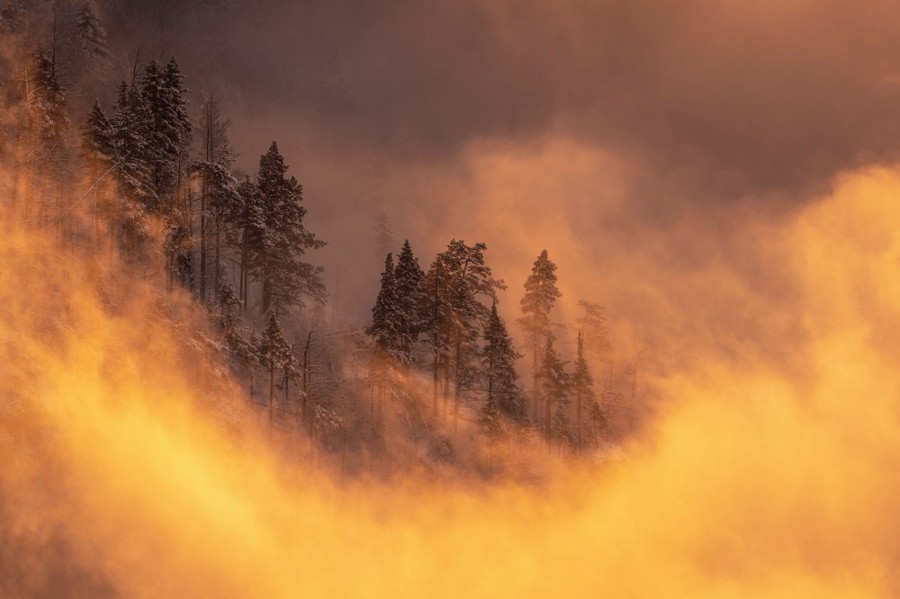 Sunlit mist envelops pine trees on a mountain slope.