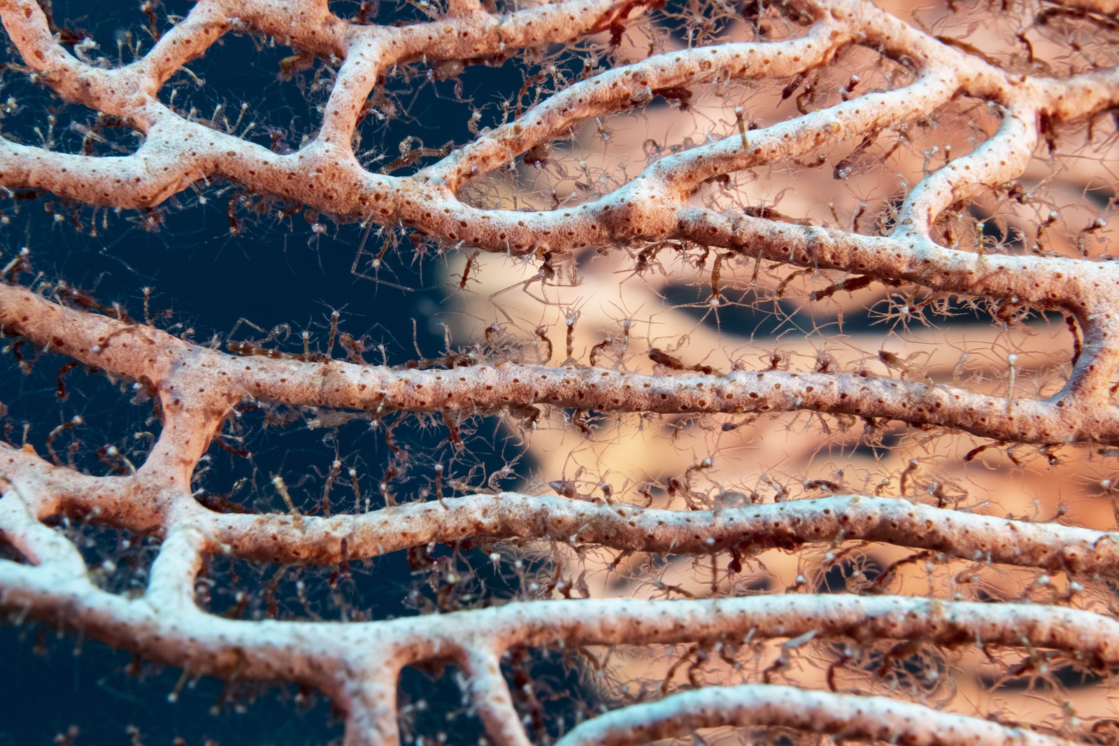 Thousands of tiny shrimps cling to a branching section of coral.