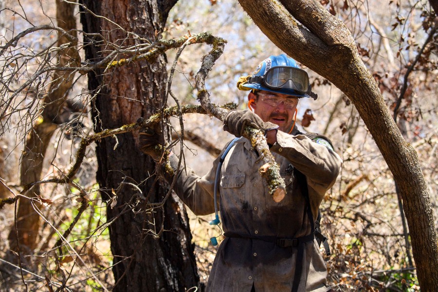 A firefighter carries a branch away from thick underbrush.