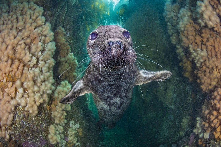 A seal closely approaches the photographer underwater.