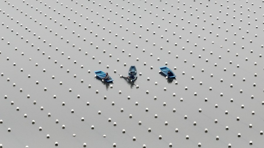 Three people in small boats work among hundreds of small white floats arranged in rows.