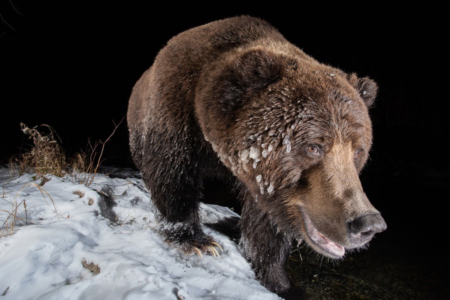 Une vue rapprochée d'un grizzli debout à l'extérieur sur un sol enneigé