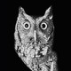 black and white photograph of an eight-inch-tall eastern screech owl