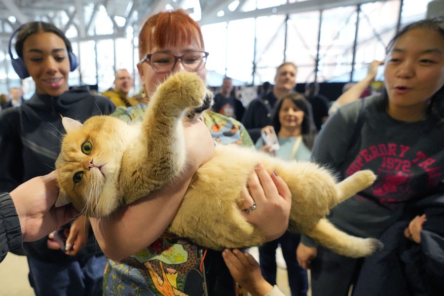 People gather to pet a large cat that is being held.