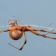 Brown widow spiders mating