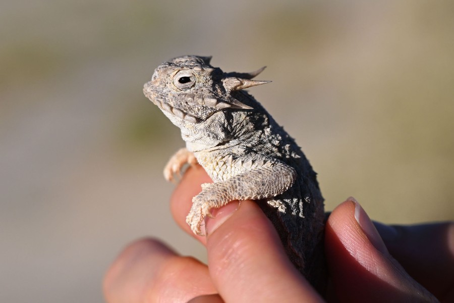 A person holds a small lizard in their hands.