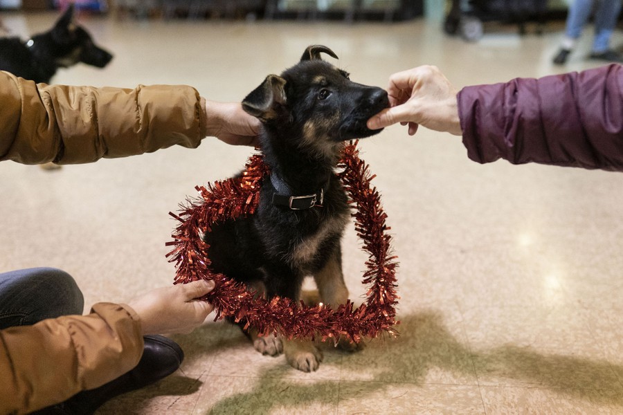 The arms of two people can be seen reaching in to work with a puppy that they are training.