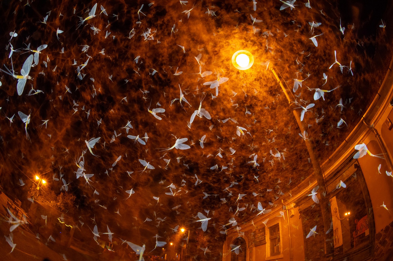 A cloud of mayflies swarm around a streetlight at night.