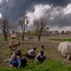 Workers in a field in Iran