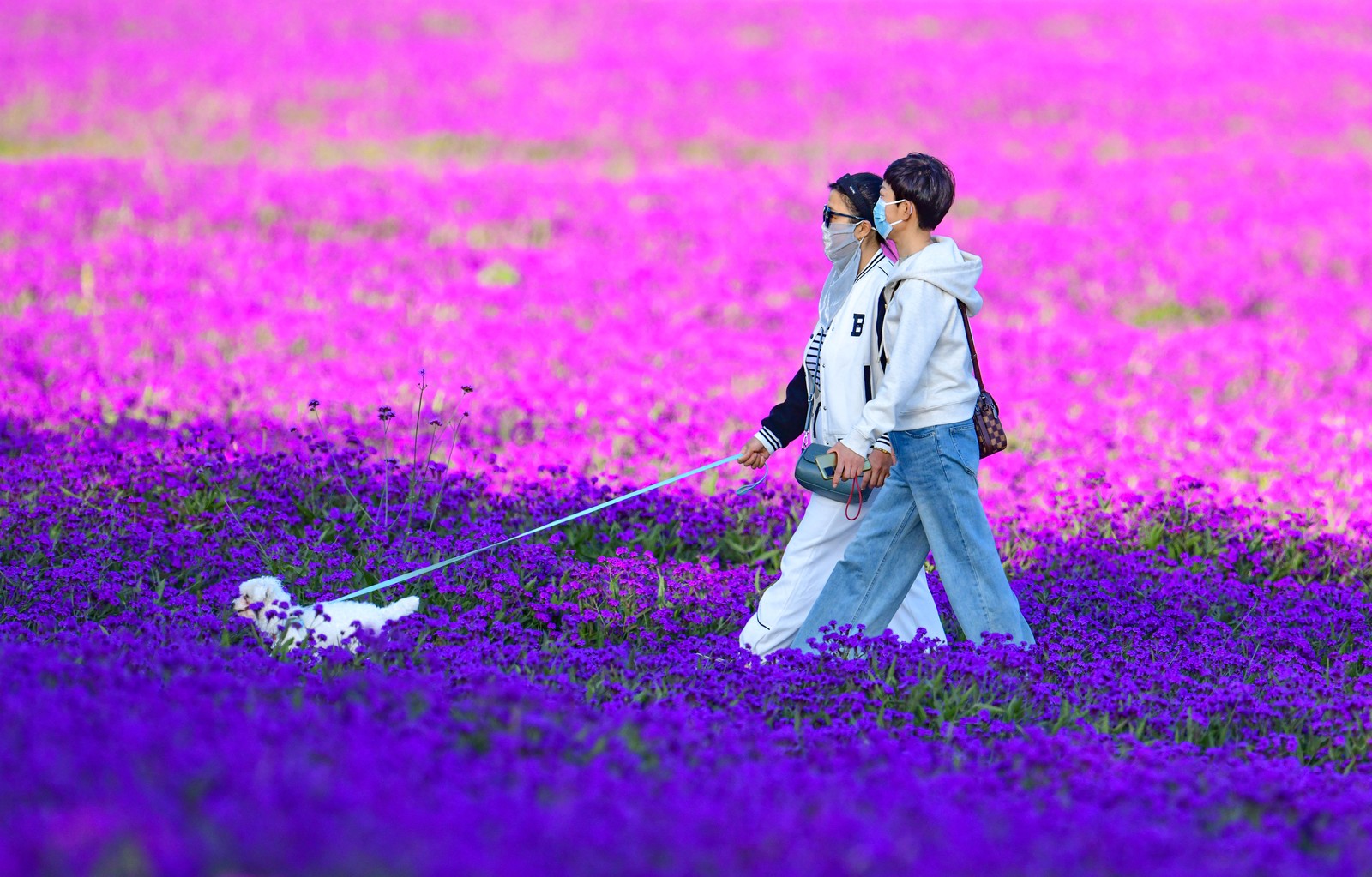 Two people walk a small dog in a field of purple flowers.