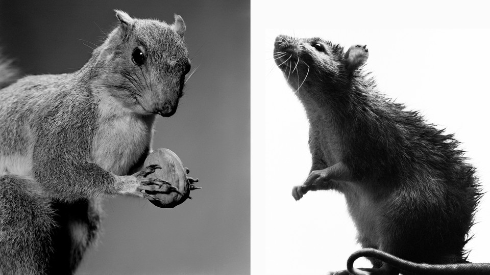 An image of a squirrel on the left, and a rat on the right. They look very similar.