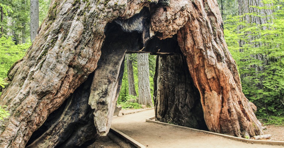 Drive Through Redwoods Are Monuments To Violent Deforestation The Atlantic - Did The Chandelier Tree Fall Down Drive Through Redwoods Are Monuments To Violent Deforestation The Atlantic - Did The Chandelier Tree Fall Down