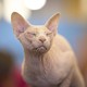 A hairless cat closes its eyes while being judged.