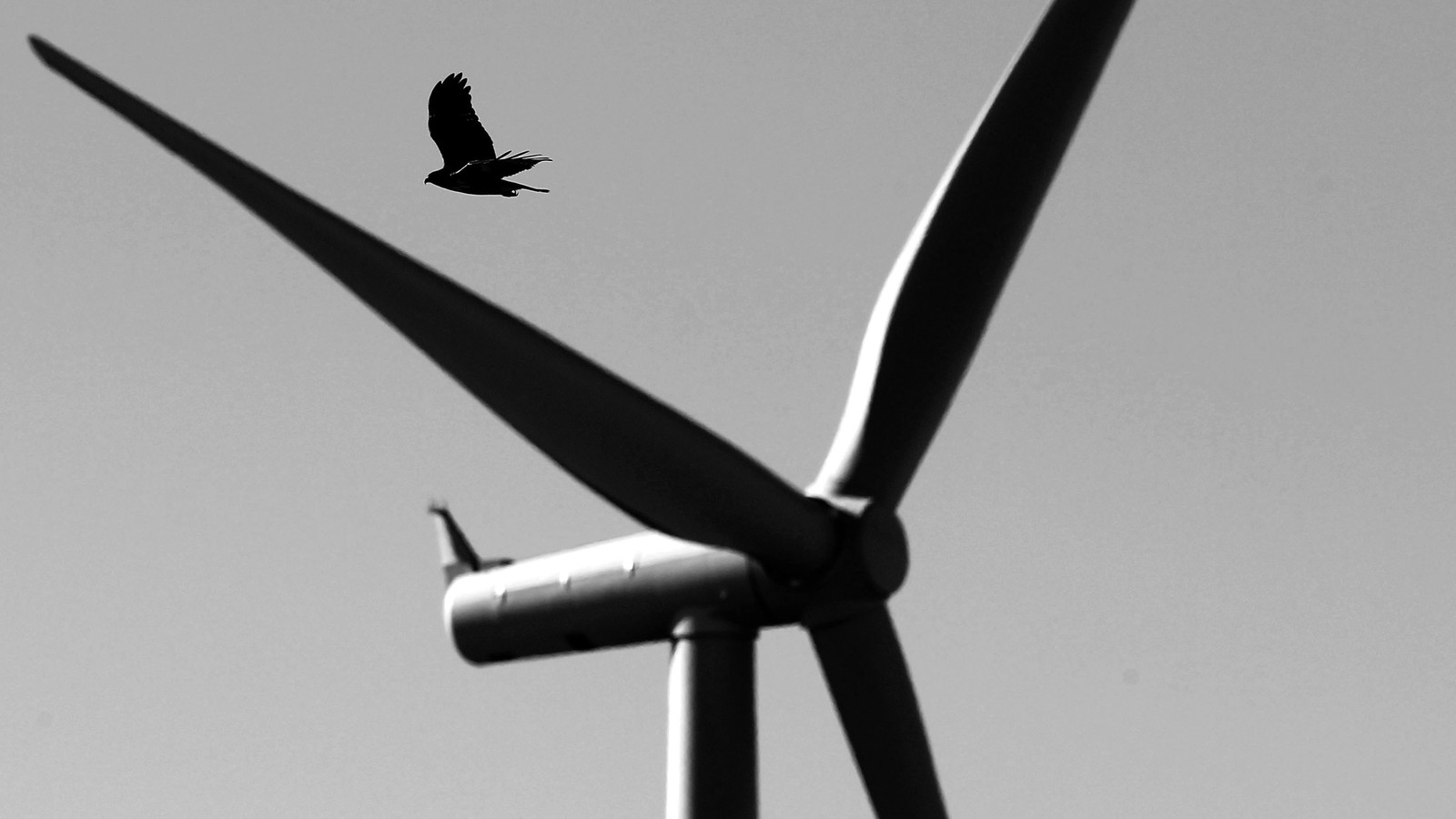 Wind and Solar Power Kill Birds. Scientists Are Now Learning From the  Bodies. - The Atlantic