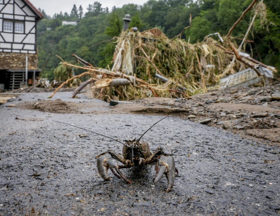 A crustacean walks on a road after flooding subsided.