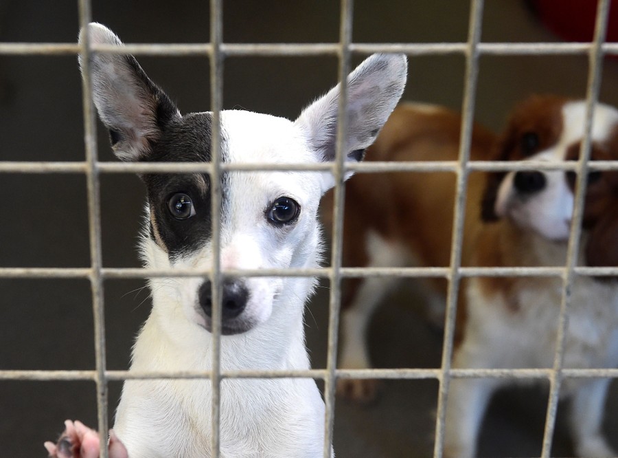A dog looks out from a cage in a shelter.