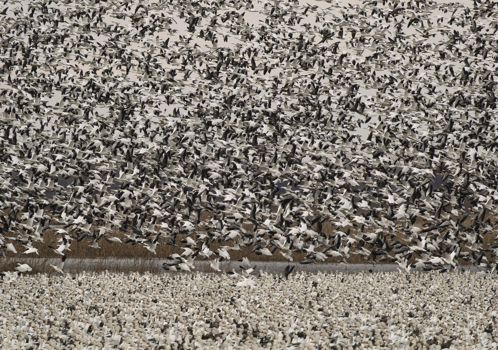 Thousands of geese, both on the ground and flying above in dense flocks.