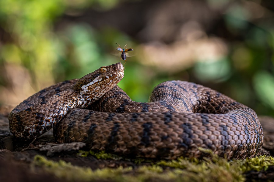 A beetle takes off from atop a snake, as the coiled snake appears to watch.