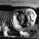 A naked mole rat
