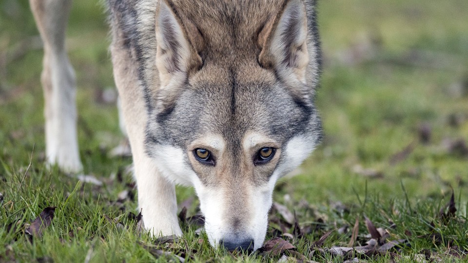 A wolfdog