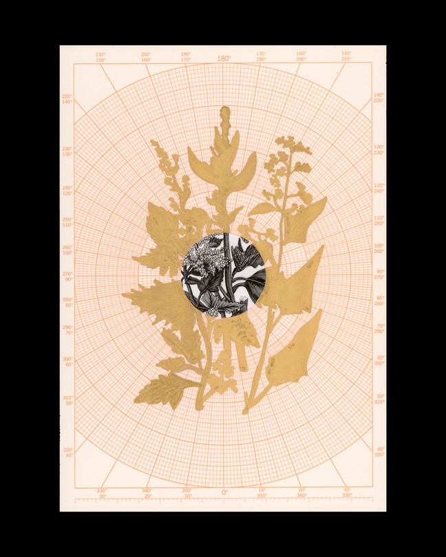 Illustration showing lost-crop plants in silhouette against polar graph paper