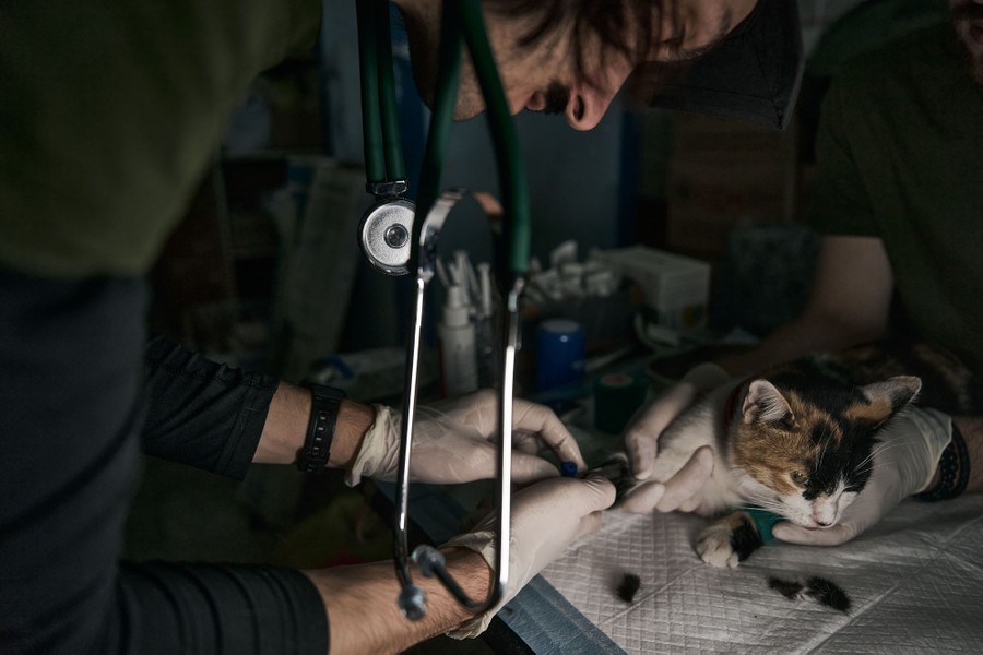 A veterinary surgeon leans over to examine a cat.