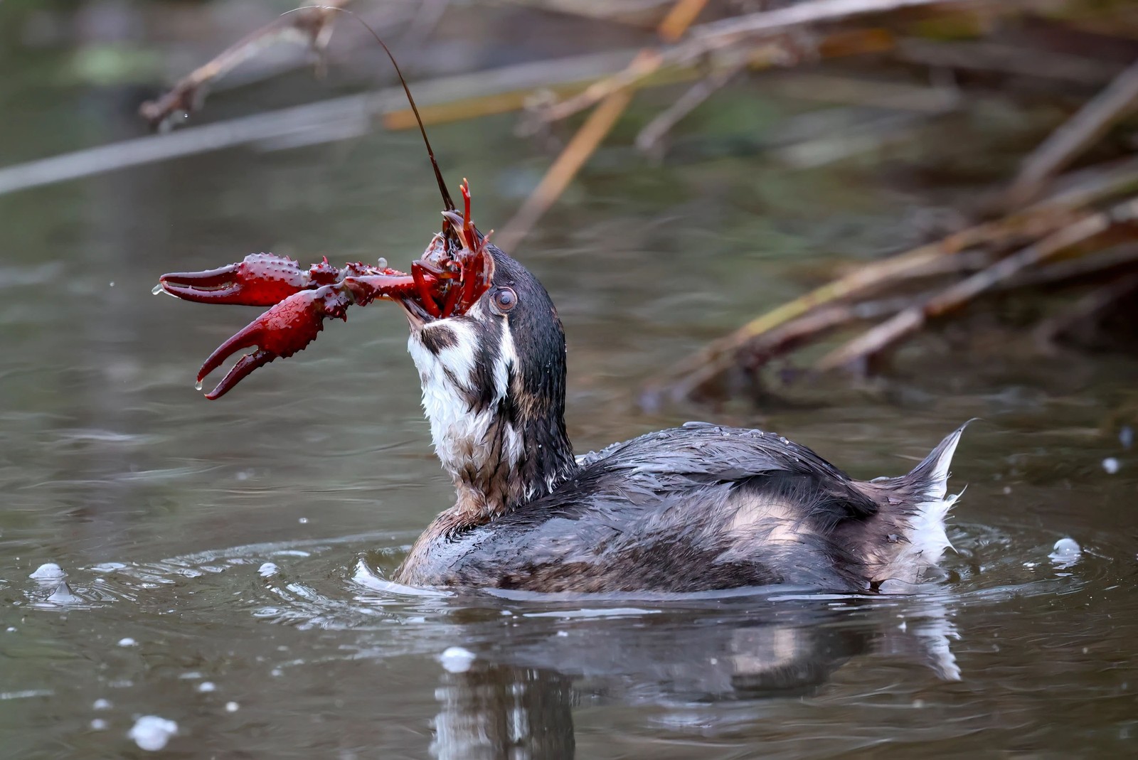 A grebe holds a red swamp crayfish in its upturned mouth, the crustacean’s claws and head sticking out of its bill.