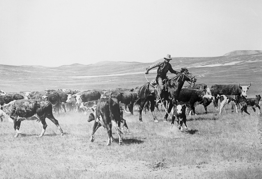 A cowboy ropes a calf among a herd of cattle on a broad plain.