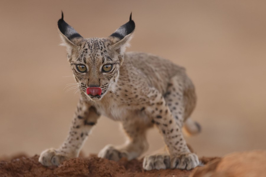 A small lynx club licks its muzzle after drinking from a waterhole.