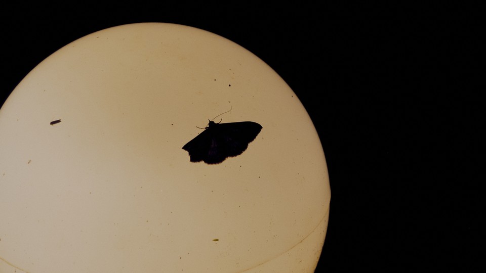 A moth on a light