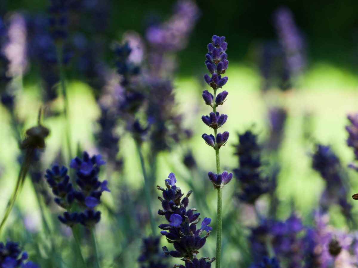 The Allergens in Natural Beauty Products - The Atlantic