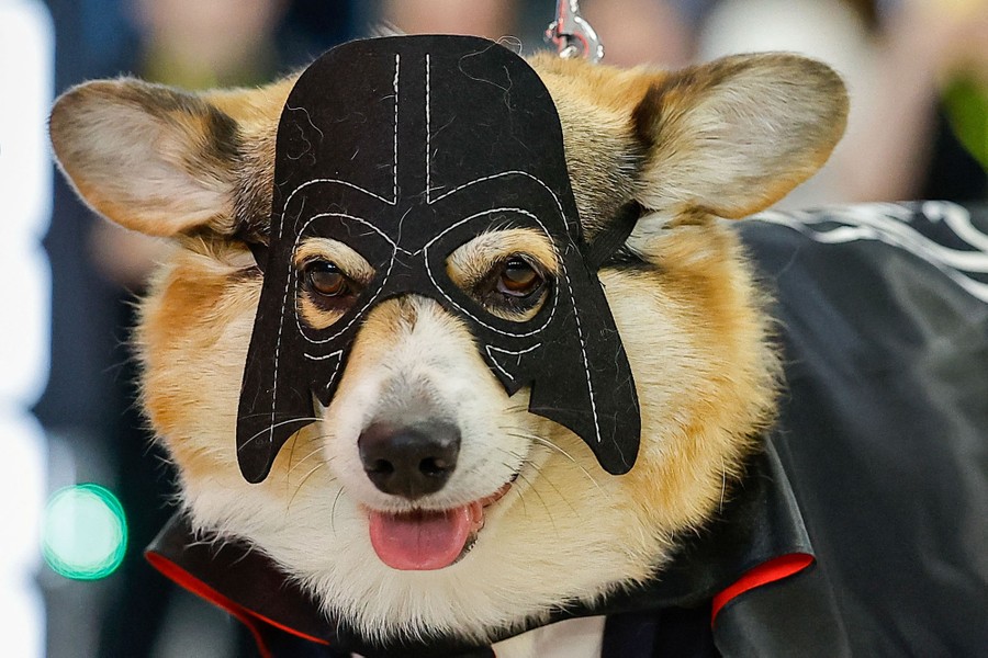 A corgi dog wears a Darth Vader mask.