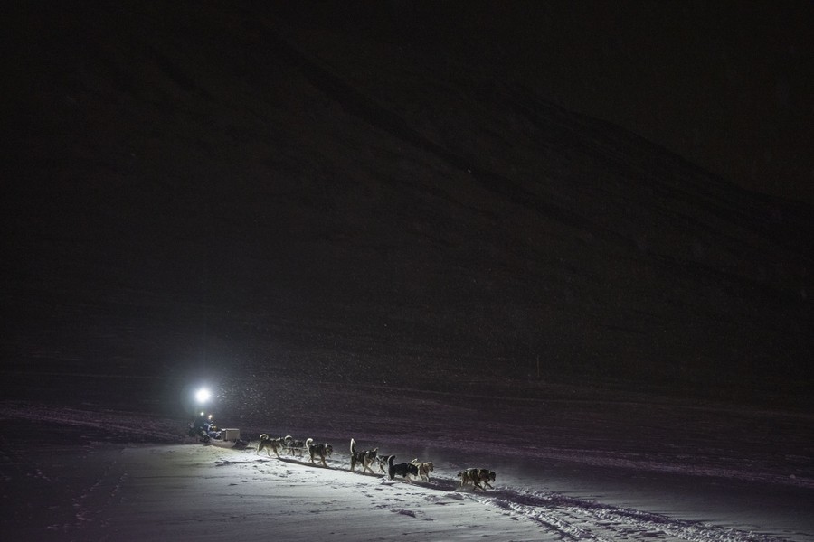 A group of dogs pulls a sled in snow at night.